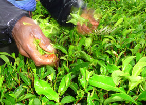 grower-profile-praesent-tincidunt