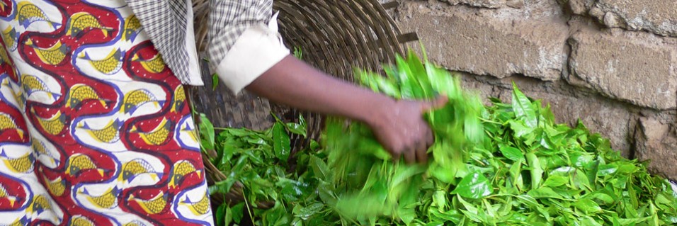 Direct  from expert smallholder growers