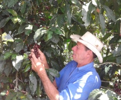 costa-rica-coffee