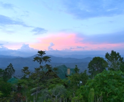 dominican-republic-coffee