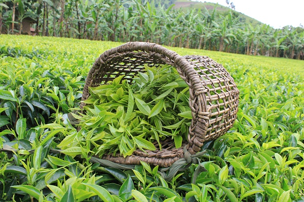 cafedirect-tea-leaves