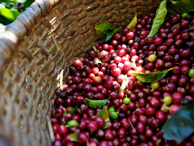 Best Colombian Coffee In The World Best Colombian Coffee In The World