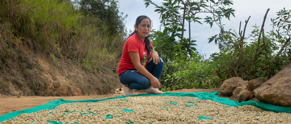 Coffee Processing: How Great Flavour Takes Shape