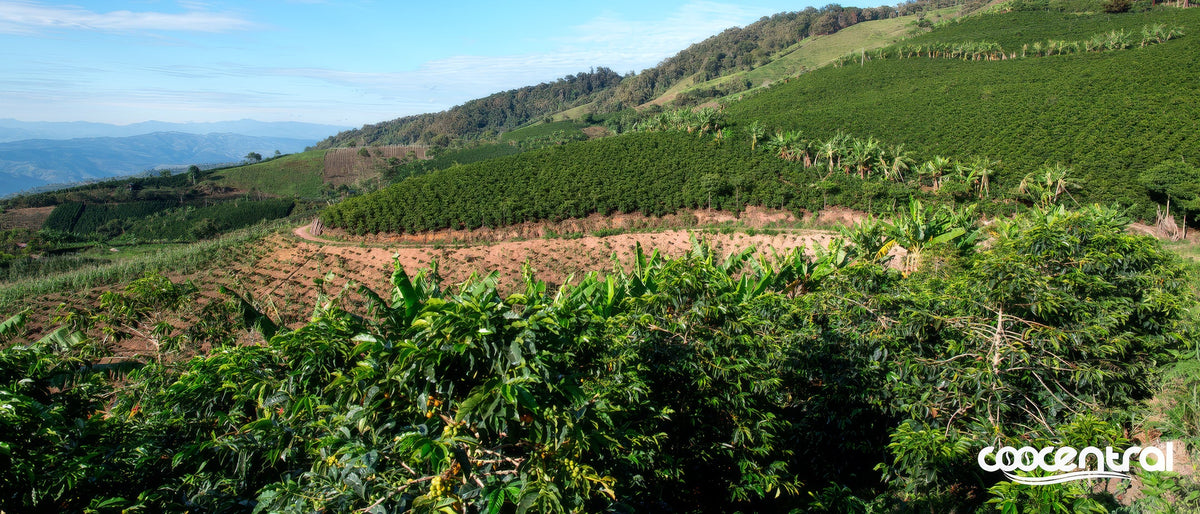 Cooperativa Central de Caficultores del Huila (COOCENTRAL)