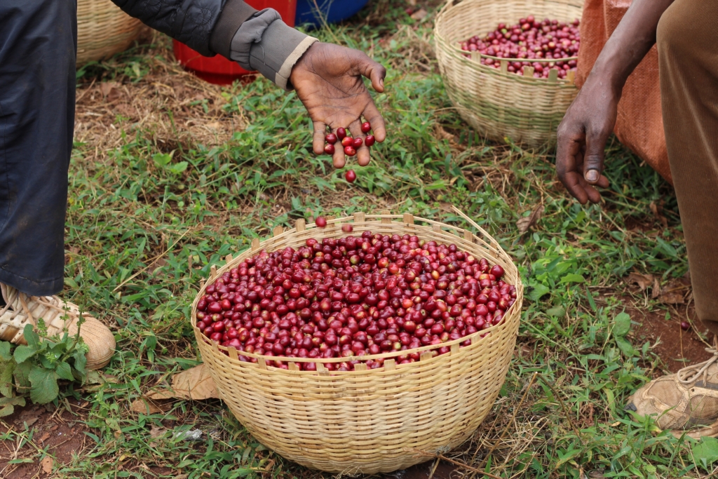 Ethopia Coffee Bombe - Dry fermented process