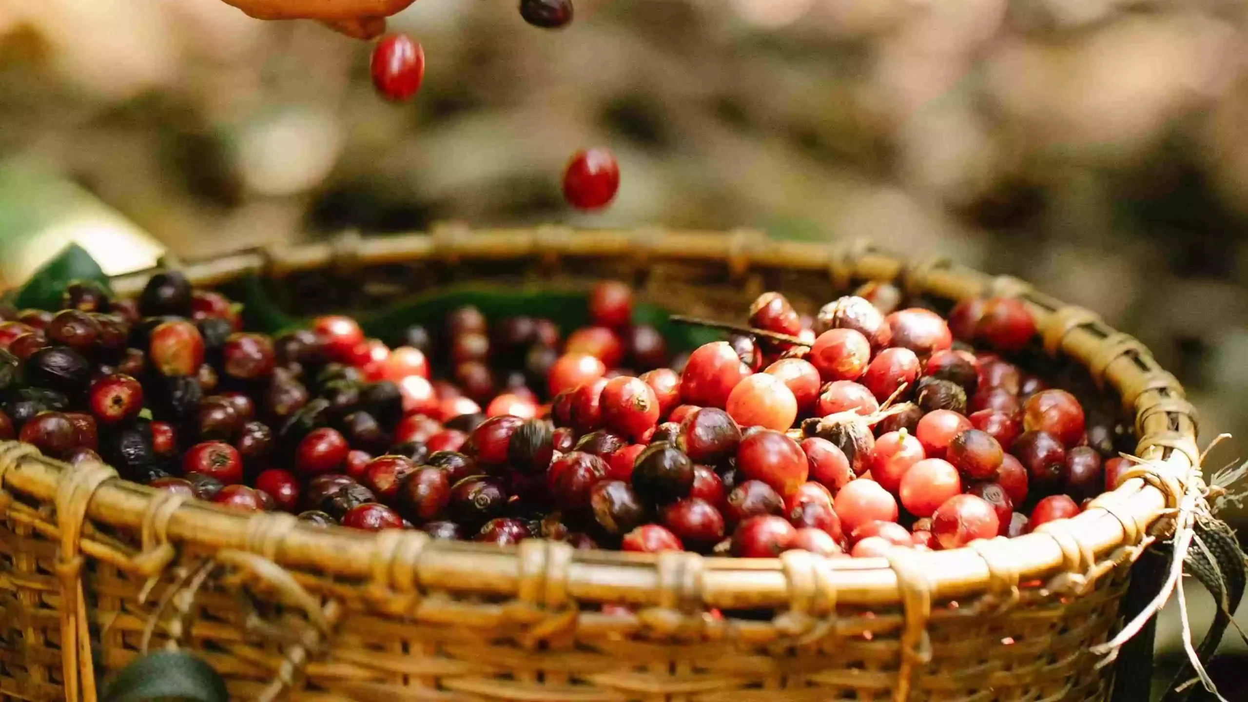 Picture of cherry coffee beans